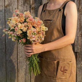 Twinny Peach, (F1) Snapdragon Seeds